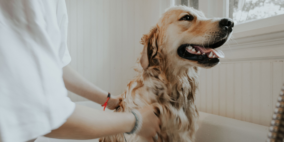 Golden retriever being washed in a bathtub