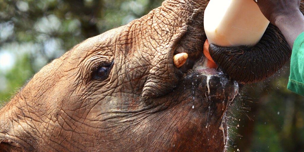 Baby elephant being bottle fed