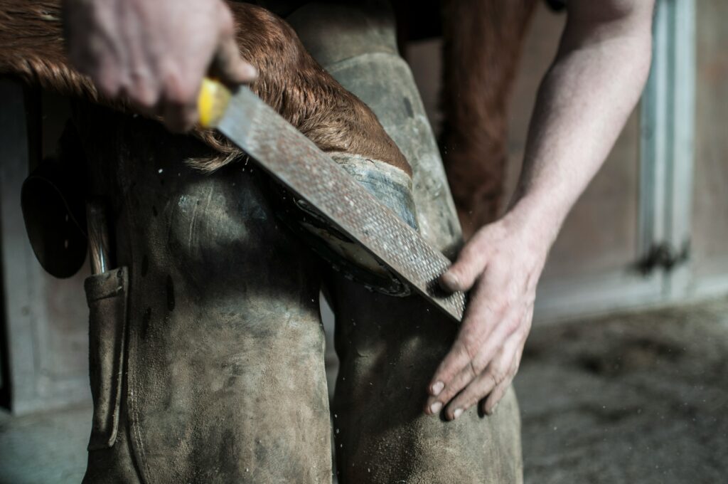 Farrier filling Horse shoe