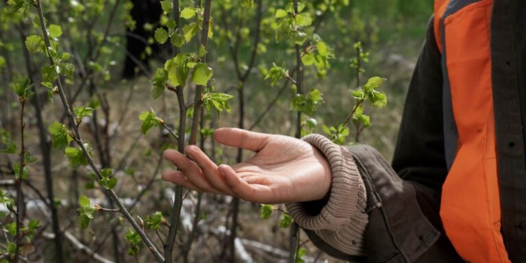 Level 3 Forest Craftsperson Apprenticeship - ApprenticeTips.com